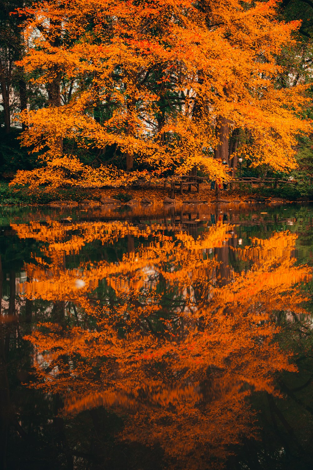 a body of water with trees around it