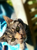 Close-up of a cat's curious eyes reflecting a clean, modern interface on a tablet screen.