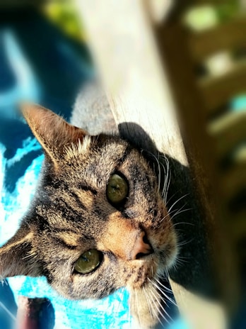 Close-up of a curious tabby inspecting the soft pastel blue scratch deterrent with wide eyes.