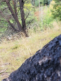 A forest landscape with a partially burnt tree in the foreground. The background includes green foliage with a mix of lush trees and grass. The hillside terrain suggests a slightly rugged environment with varying plant life.