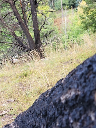 A forest landscape with a partially burnt tree in the foreground. The background includes green foliage with a mix of lush trees and grass. The hillside terrain suggests a slightly rugged environment with varying plant life.