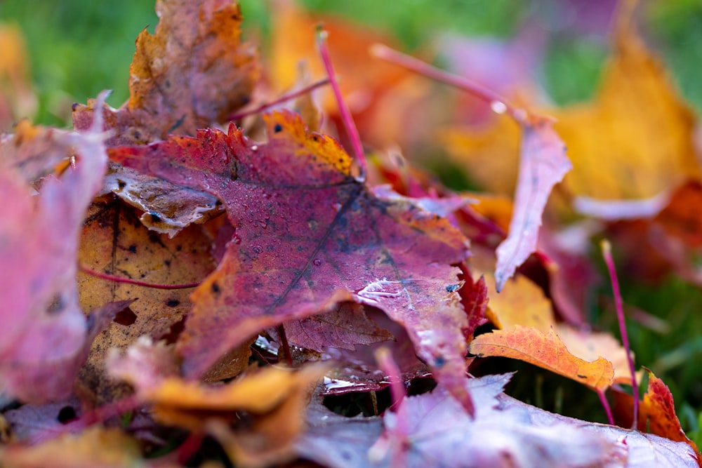 a close up of a leaf