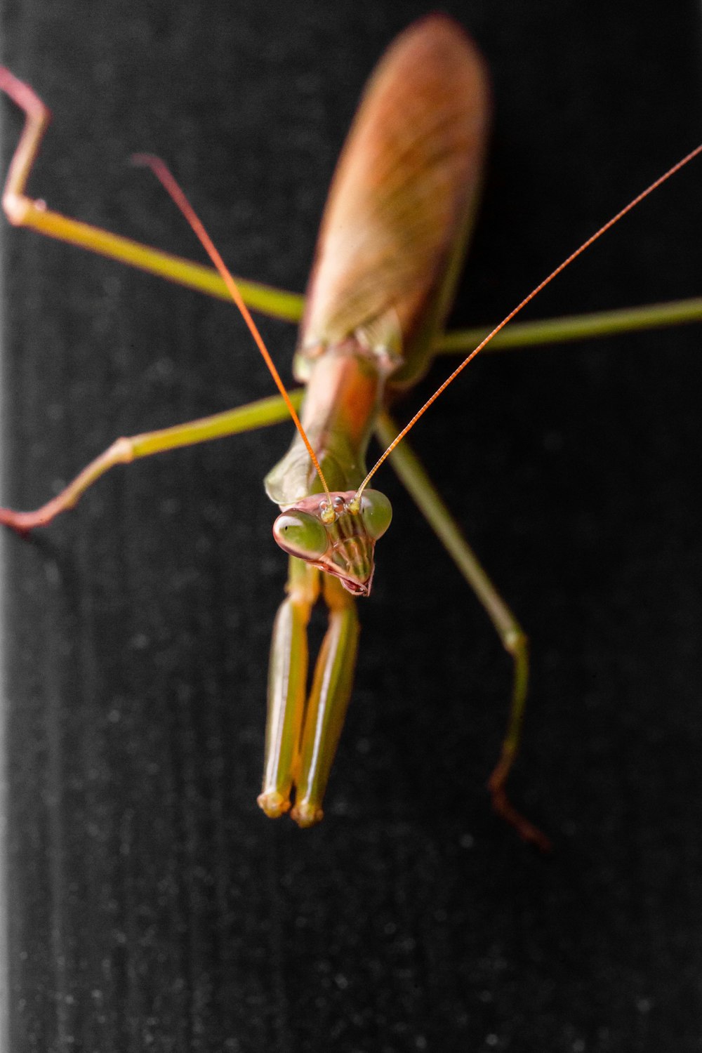 Un primo piano di un bug