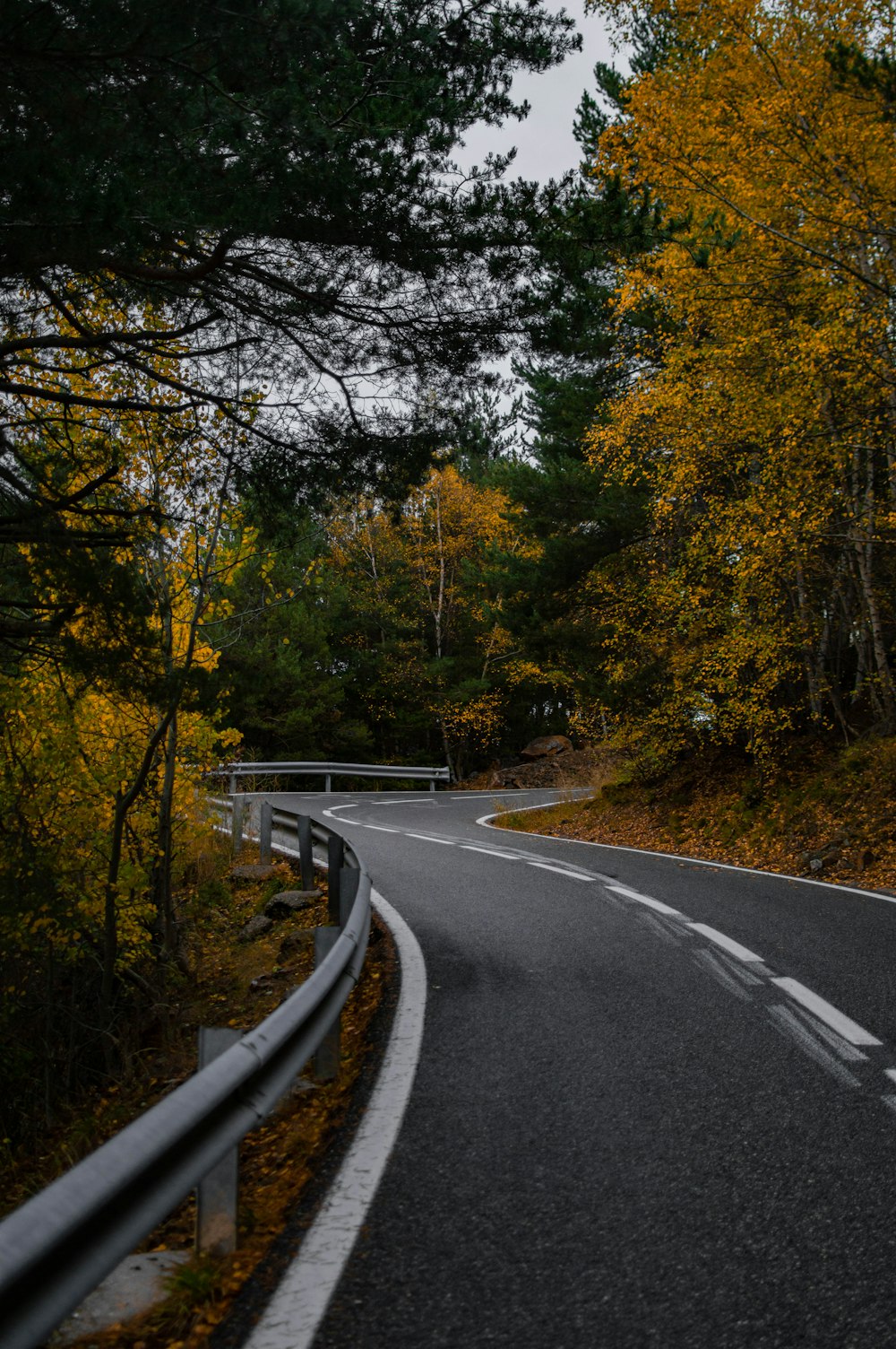 a road with trees on the side