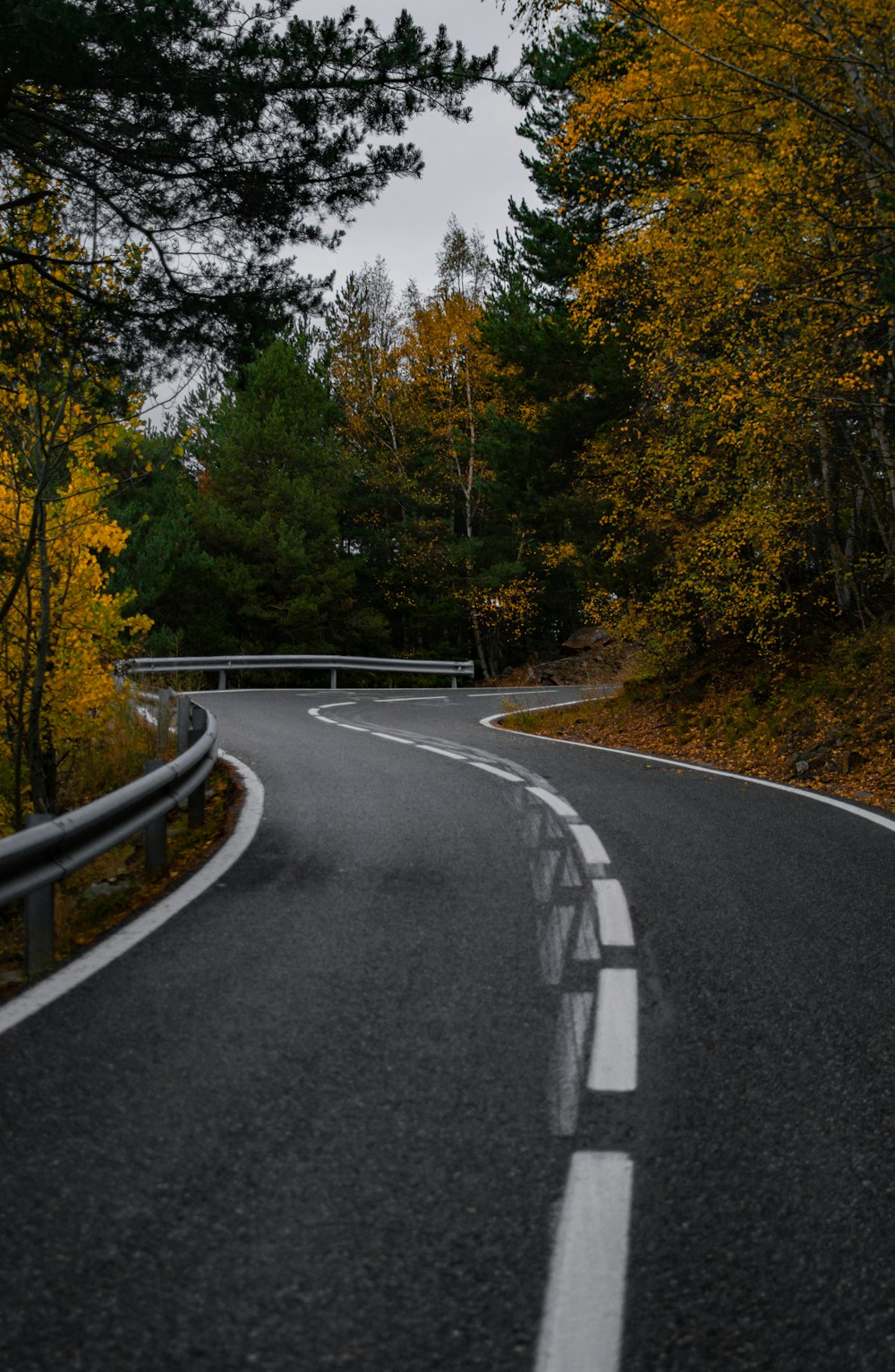 a road with trees on the side