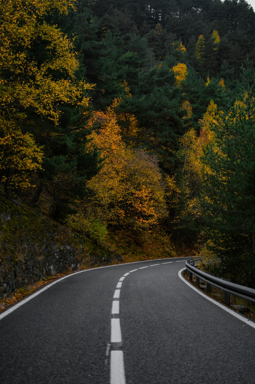 a road with trees on either side