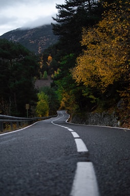 a road with trees on the side