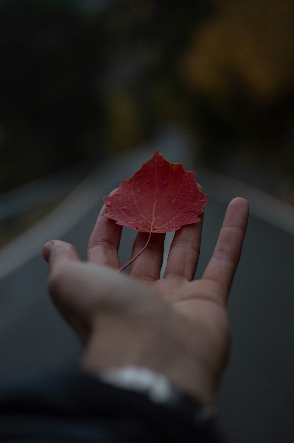 a hand holding a red leaf