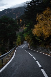 a road with trees on the side