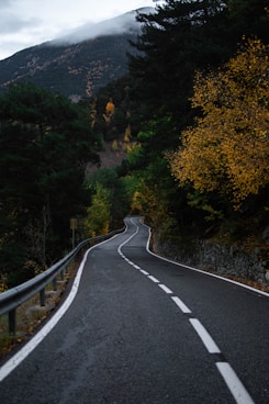 a road with trees on the side