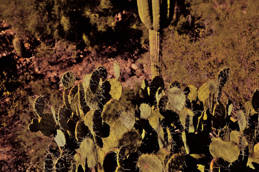 a group of plants with leaves