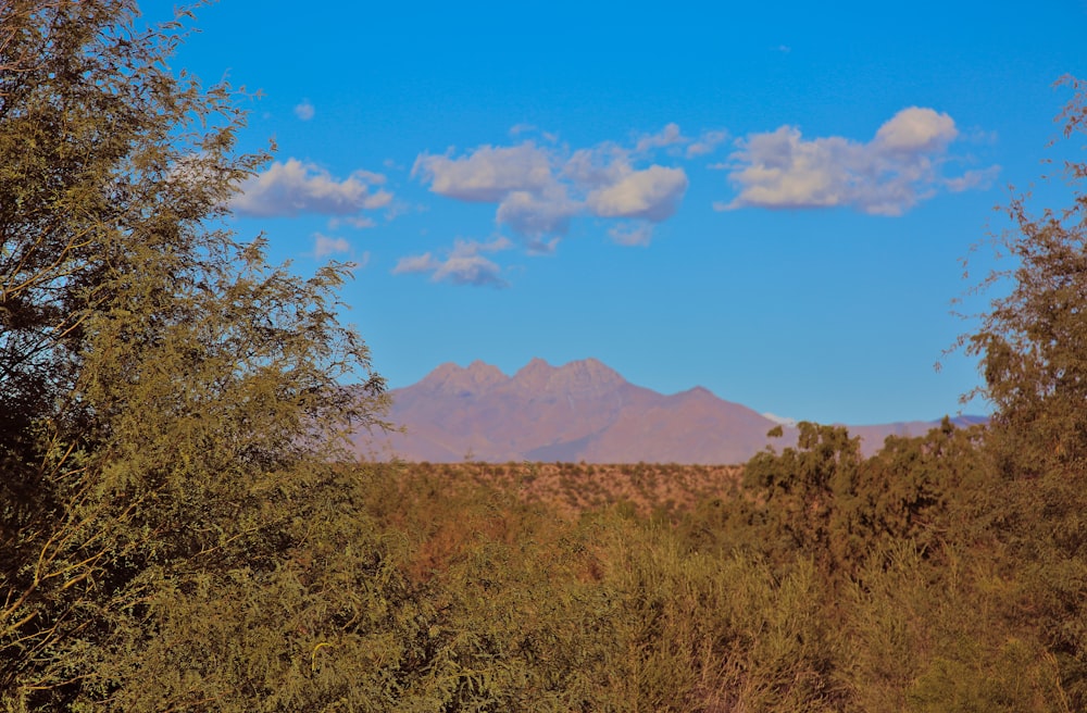 a landscape with trees and a mountain in the background