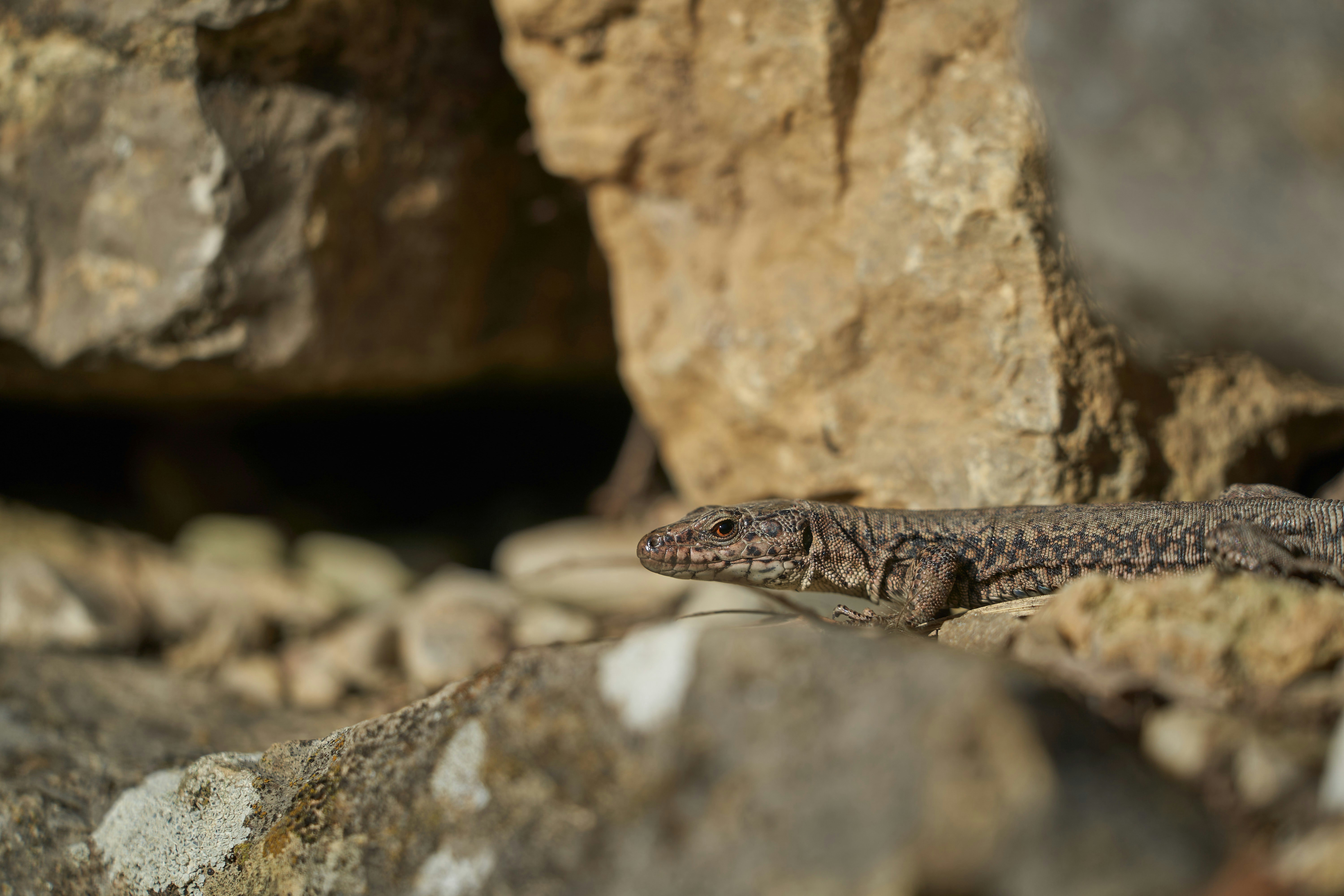 Photo by wolfgang_hasselmann