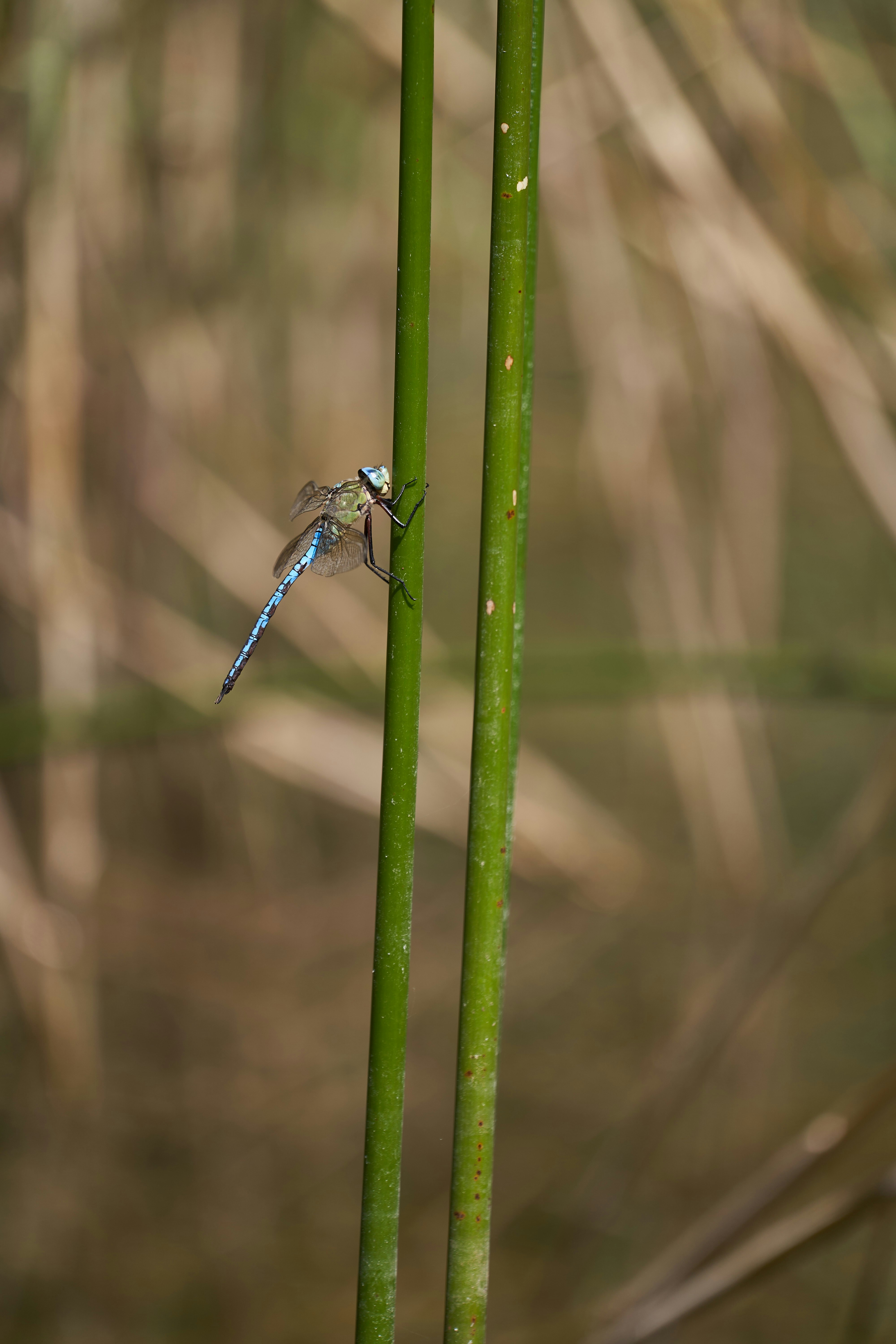 Photo by wolfgang_hasselmann