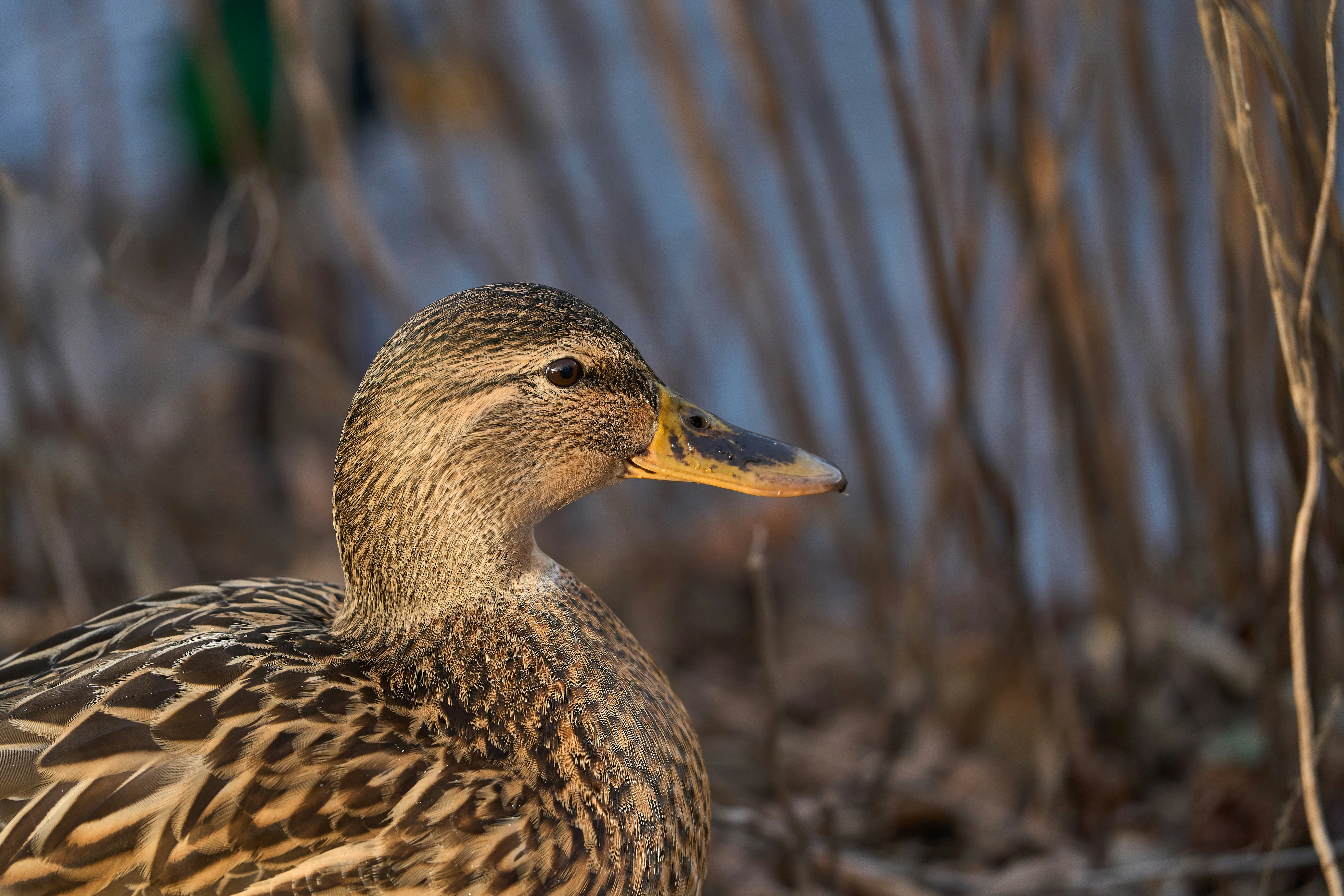 Photo by wolfgang_hasselmann