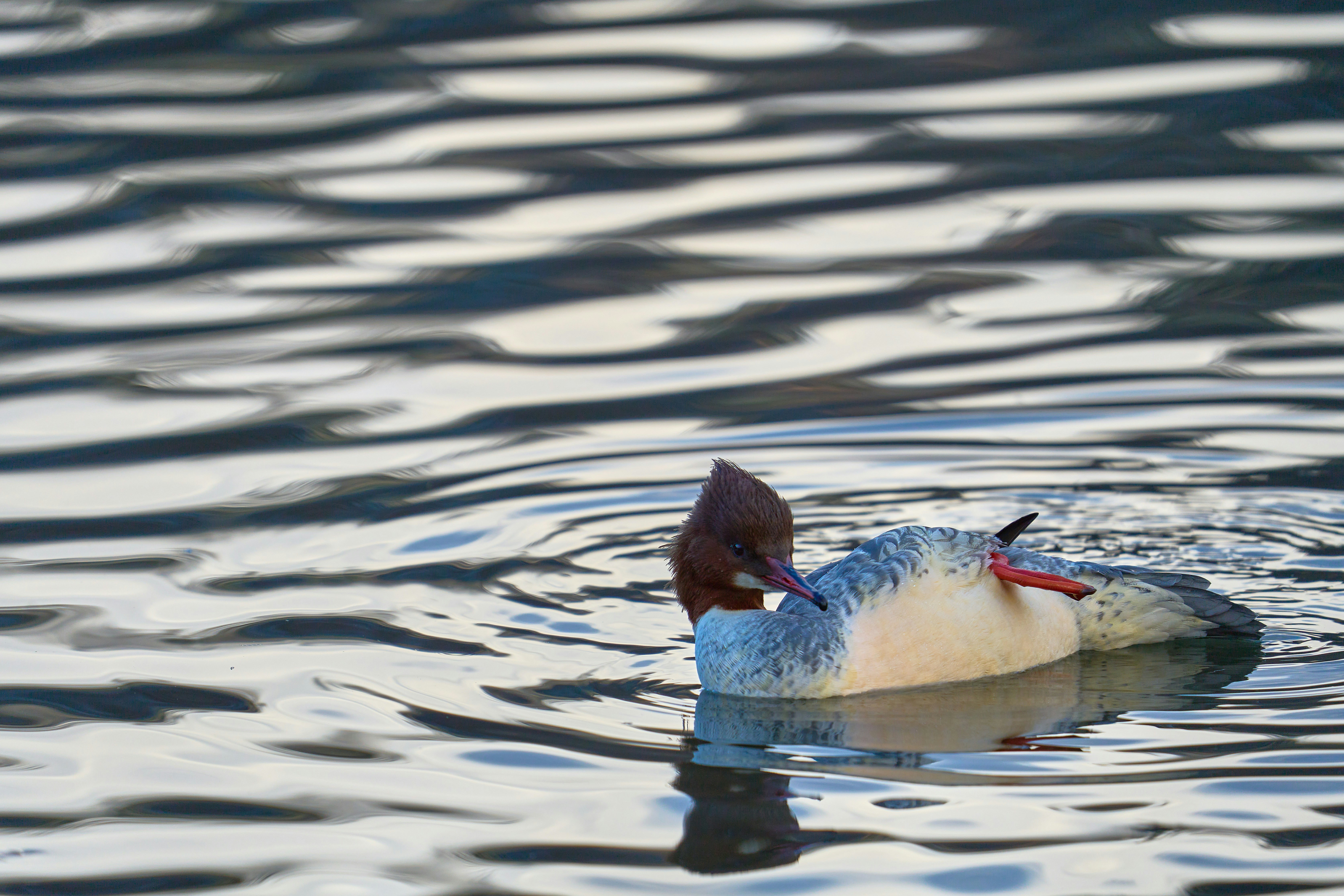 Photo by wolfgang_hasselmann