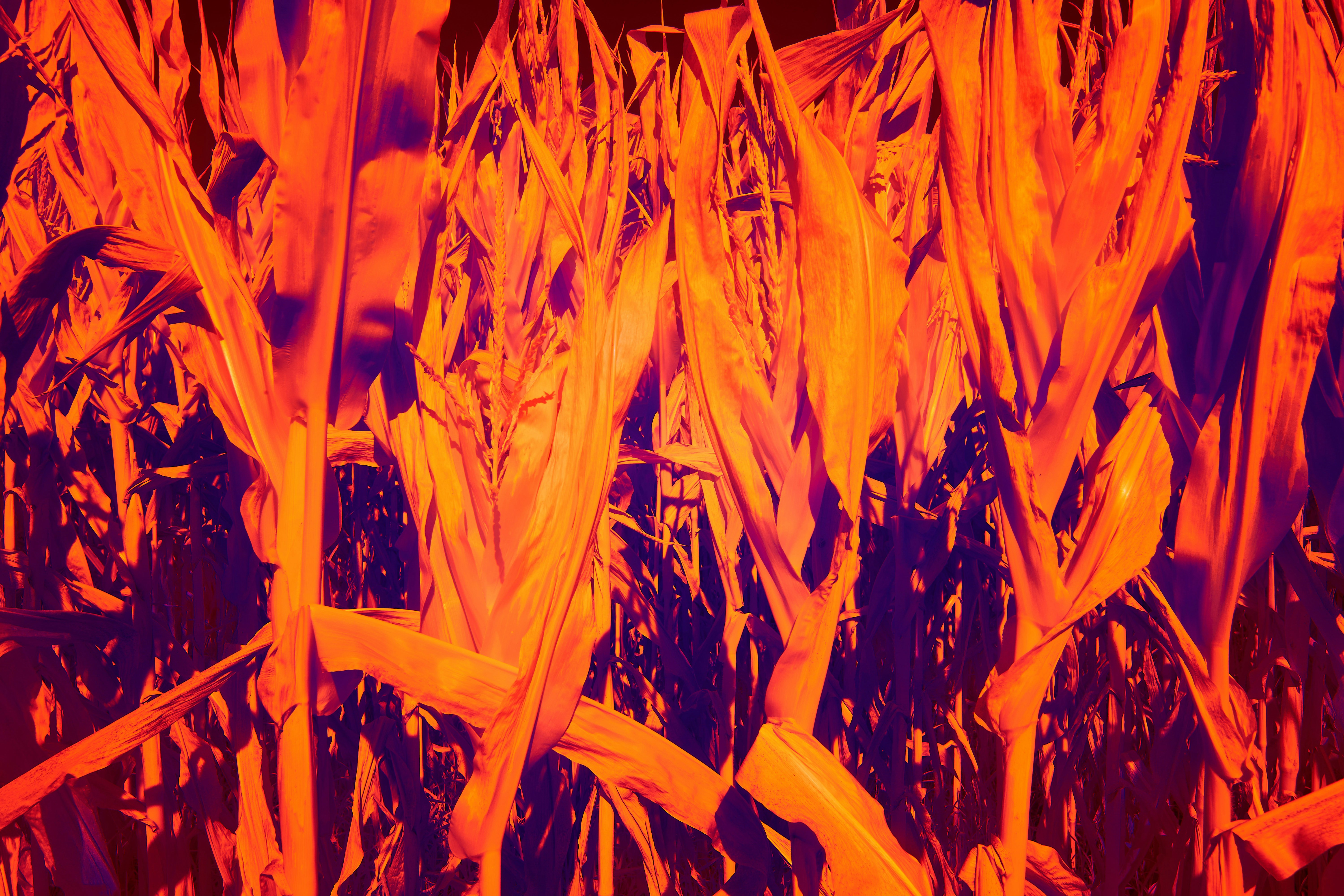 Photo by wolfgang_hasselmann