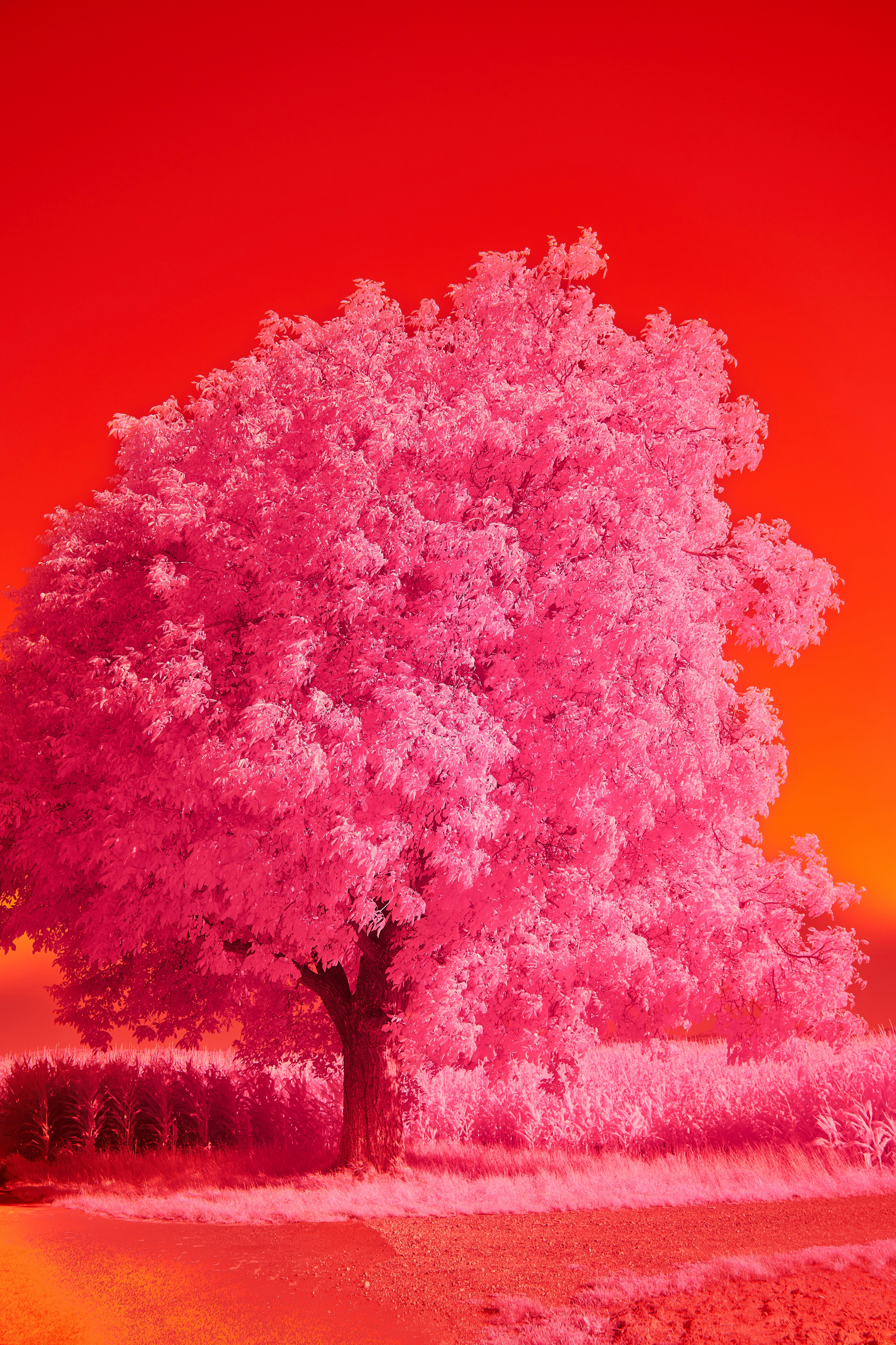 Photo by wolfgang_hasselmann