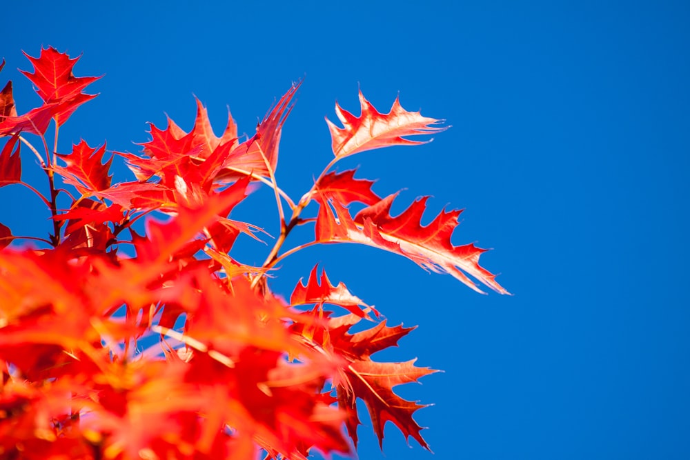 a close-up of some leaves