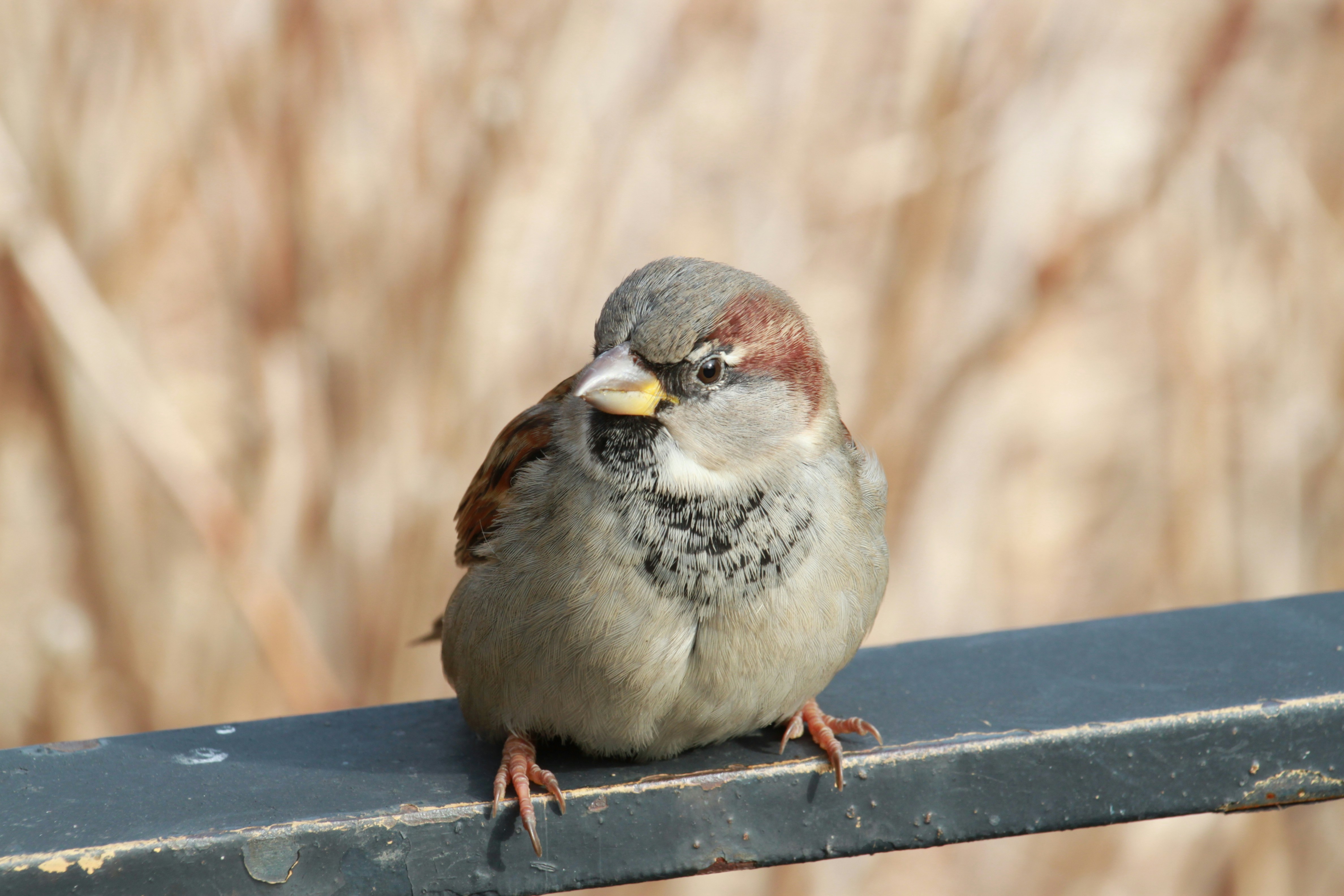 Photo by packetdiscards