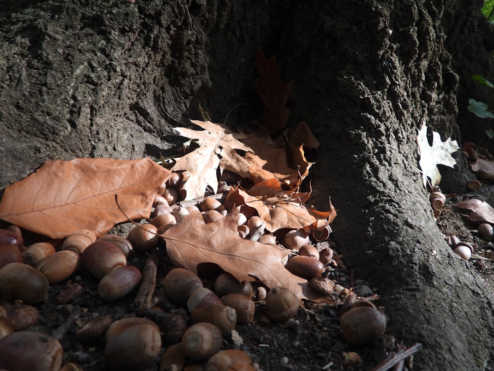 a group of mushrooms