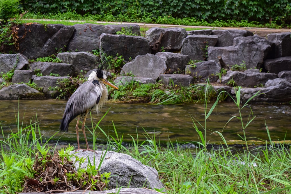 a bird standing in a pond