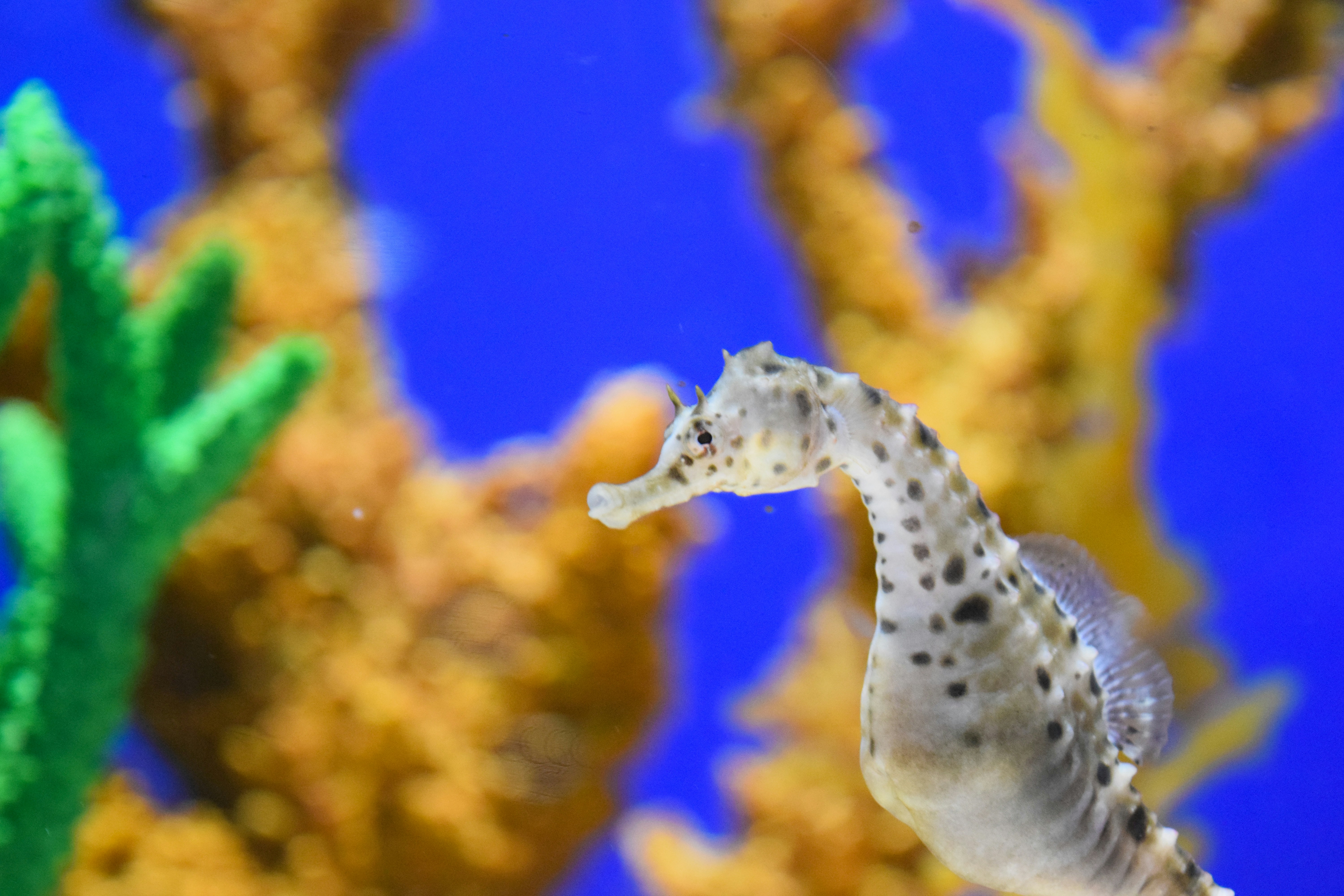 a fish swimming in water