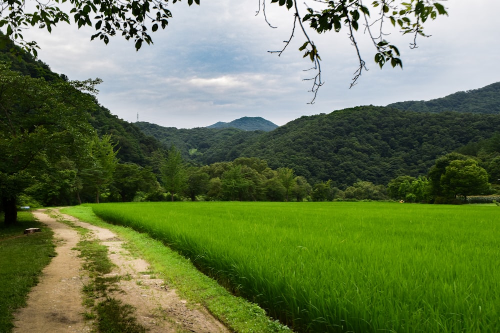 a dirt road through a field of grass with trees and mountains in the background
