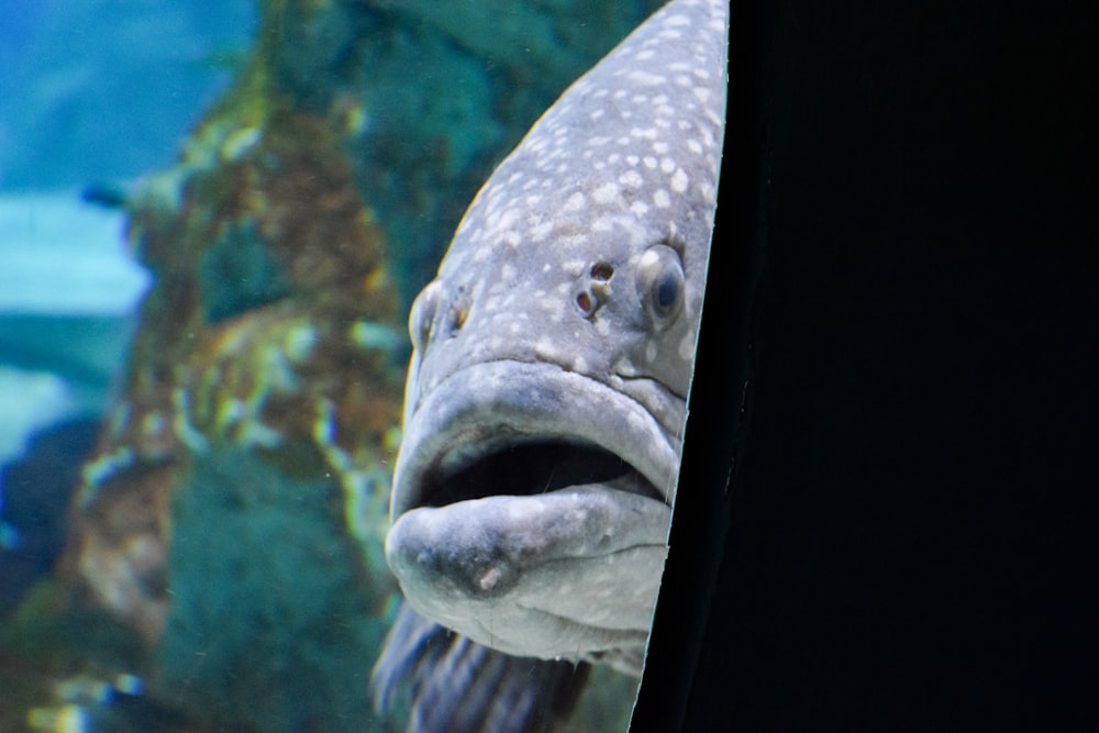 Un pesce con la bocca aperta foto – Corea del sud Immagine gratuita su  Unsplash