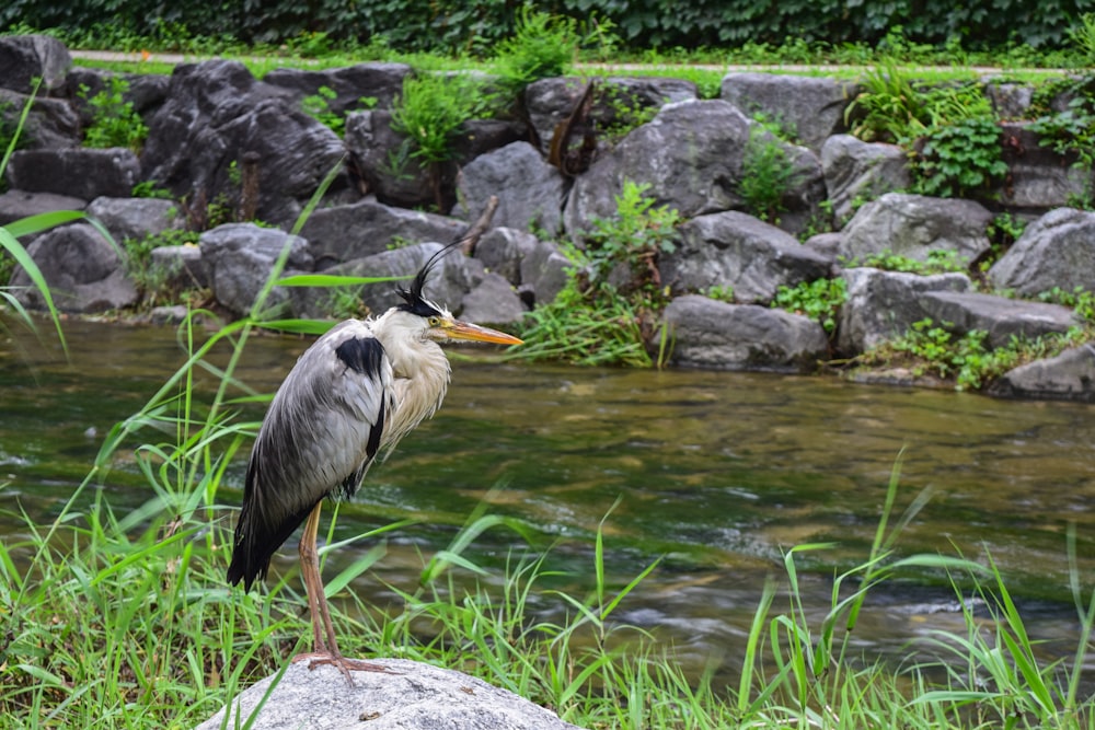 a bird standing on a rock near a body of water