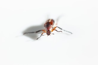 A close-up of common household pests.