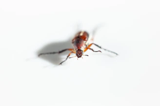 a close up of a bug