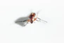 a close up of a bug