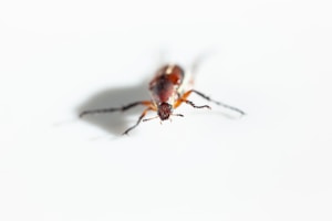 A close-up view of a small insect with a reddish-brown body and multiple legs, set against a blurred white background. The focus is on the head and upper part of its body, capturing fine details such as the antennae and texture.