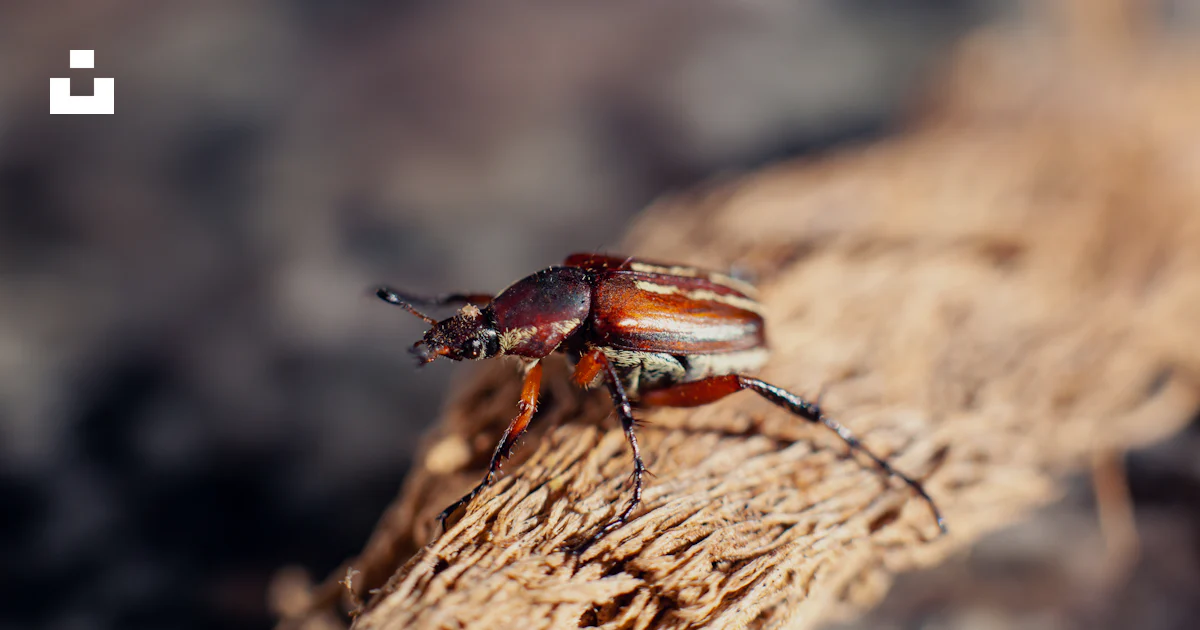 Log Bug Insect A bug on a log photo – Free Green Image on Unsplash