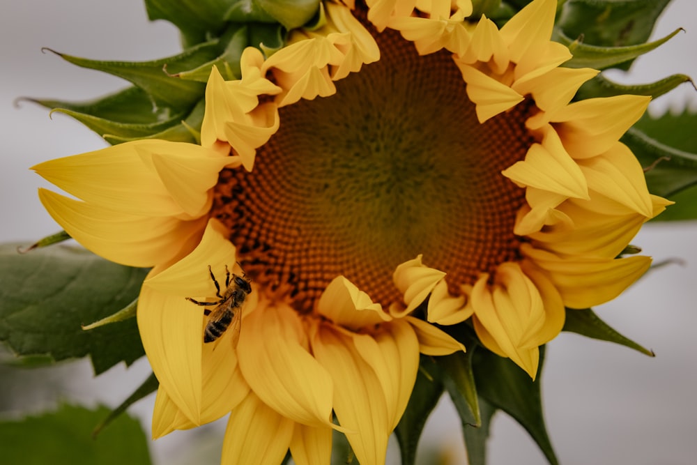 a bee on a yellow flower