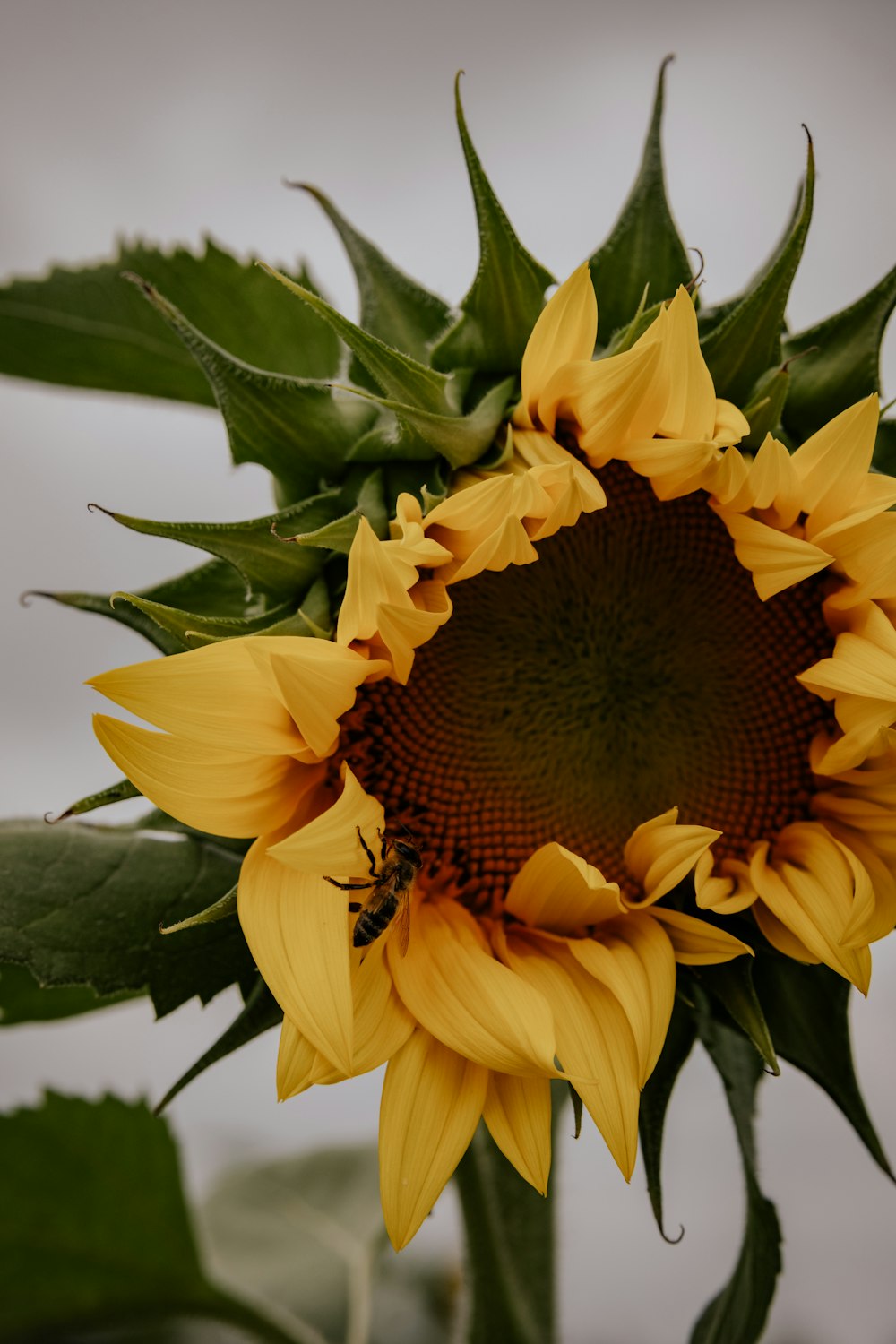 a close up of a sunflower