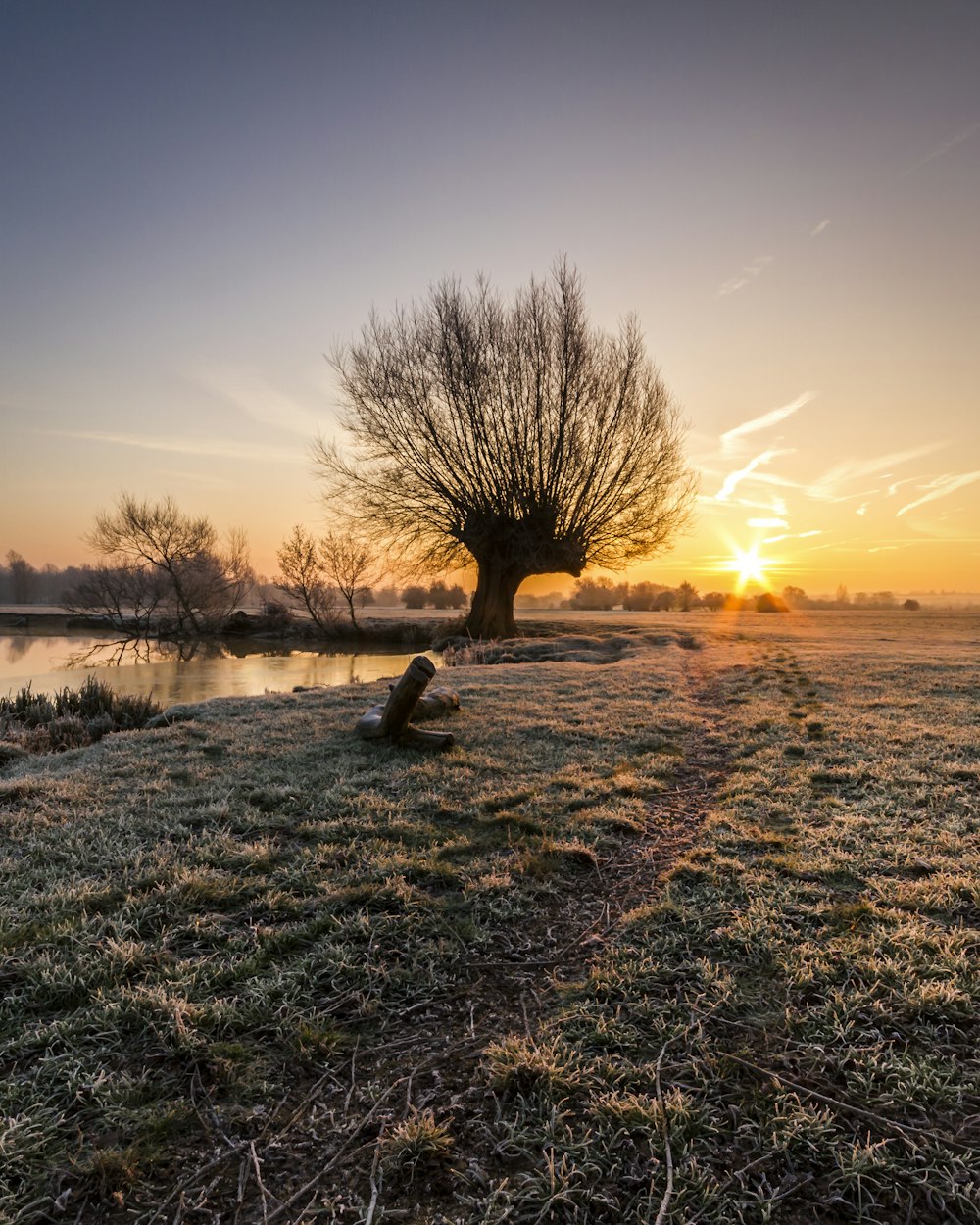 a tree in a field