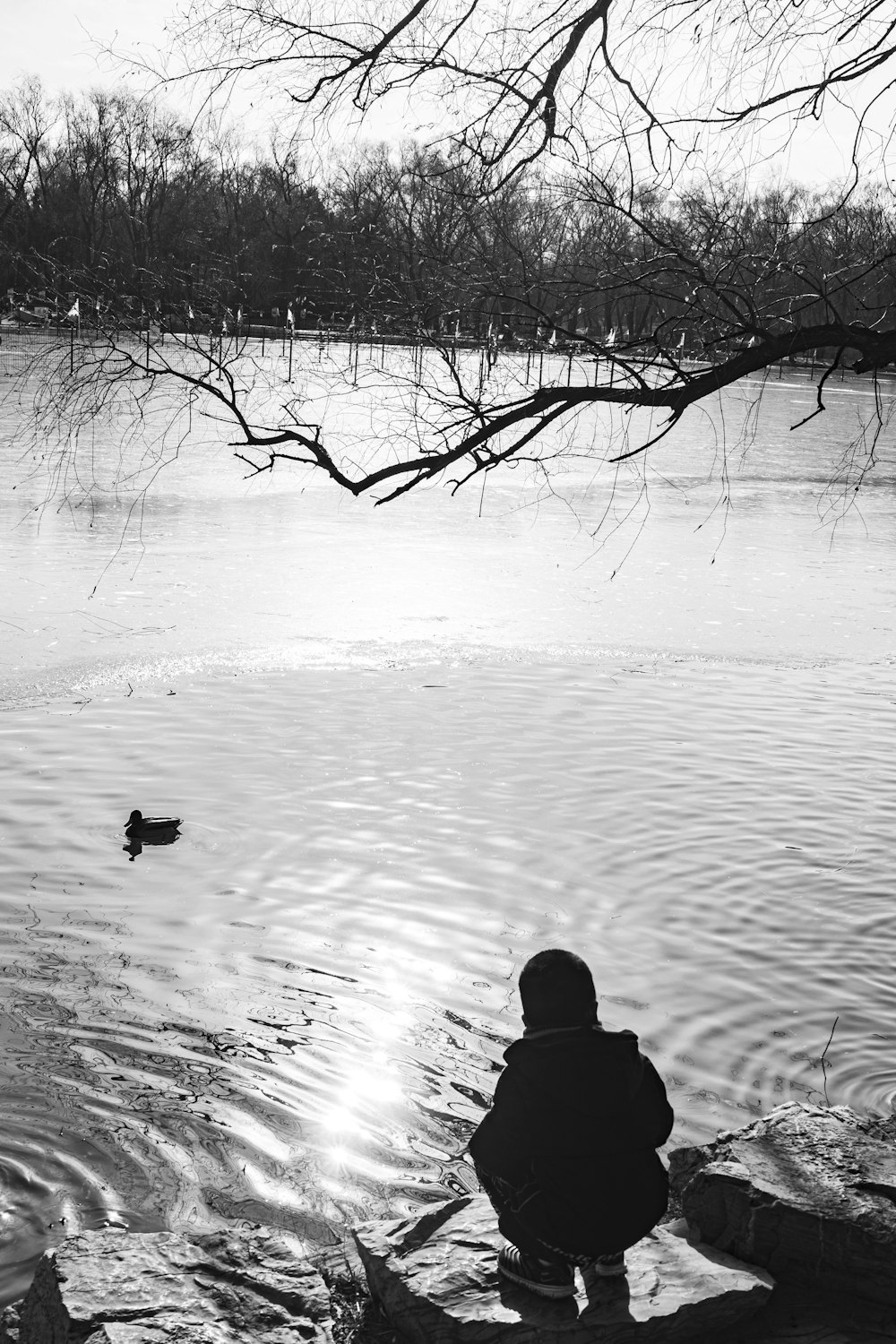 a person sitting on a rock looking at a lake with a tree