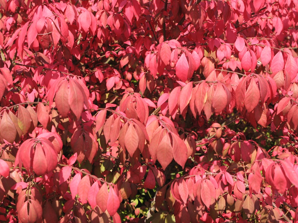 a group of pink flowers