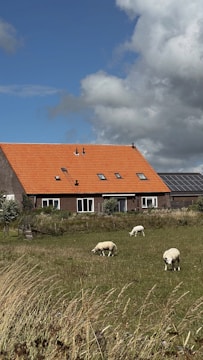 A peaceful rural scene with a building featuring a bright orange tiled roof and solar panels. In the foreground, a grassy field is dotted with several sheep grazing. The sky above is a mix of blue and scattered clouds.
