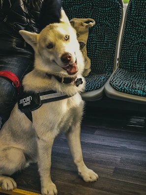 A white dog with a security harness is sitting on a public transport seat. The dog is looking directly at the camera with a friendly expression and its tongue slightly out. The dog appears to be a husky or similar breed. Next to the dog is a person wearing a black jacket. The seat has a patterned, dark and light blue design.
