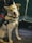 A white dog with a security harness is sitting on a public transport seat. The dog is looking directly at the camera with a friendly expression and its tongue slightly out. The dog appears to be a husky or similar breed. Next to the dog is a person wearing a black jacket. The seat has a patterned, dark and light blue design.