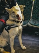 A white dog with a security harness is sitting on a public transport seat. The dog is looking directly at the camera with a friendly expression and its tongue slightly out. The dog appears to be a husky or similar breed. Next to the dog is a person wearing a black jacket. The seat has a patterned, dark and light blue design.