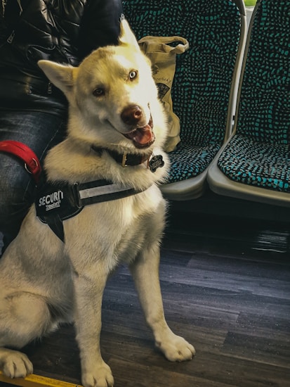 A white dog with a security harness is sitting on a public transport seat. The dog is looking directly at the camera with a friendly expression and its tongue slightly out. The dog appears to be a husky or similar breed. Next to the dog is a person wearing a black jacket. The seat has a patterned, dark and light blue design.