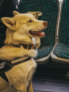 A happy dog with a light brown and white coat is sitting inside a vehicle. It has a harness on, and is seated next to padded seats with a teal and black pattern. The dog's mouth is slightly open, appearing content.