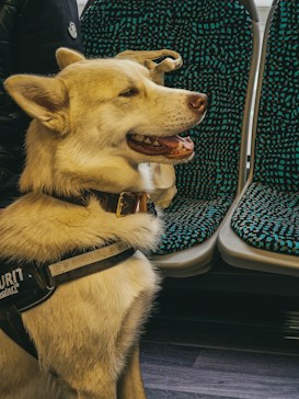 A happy dog with a light brown and white coat is sitting inside a vehicle. It has a harness on, and is seated next to padded seats with a teal and black pattern. The dog's mouth is slightly open, appearing content.