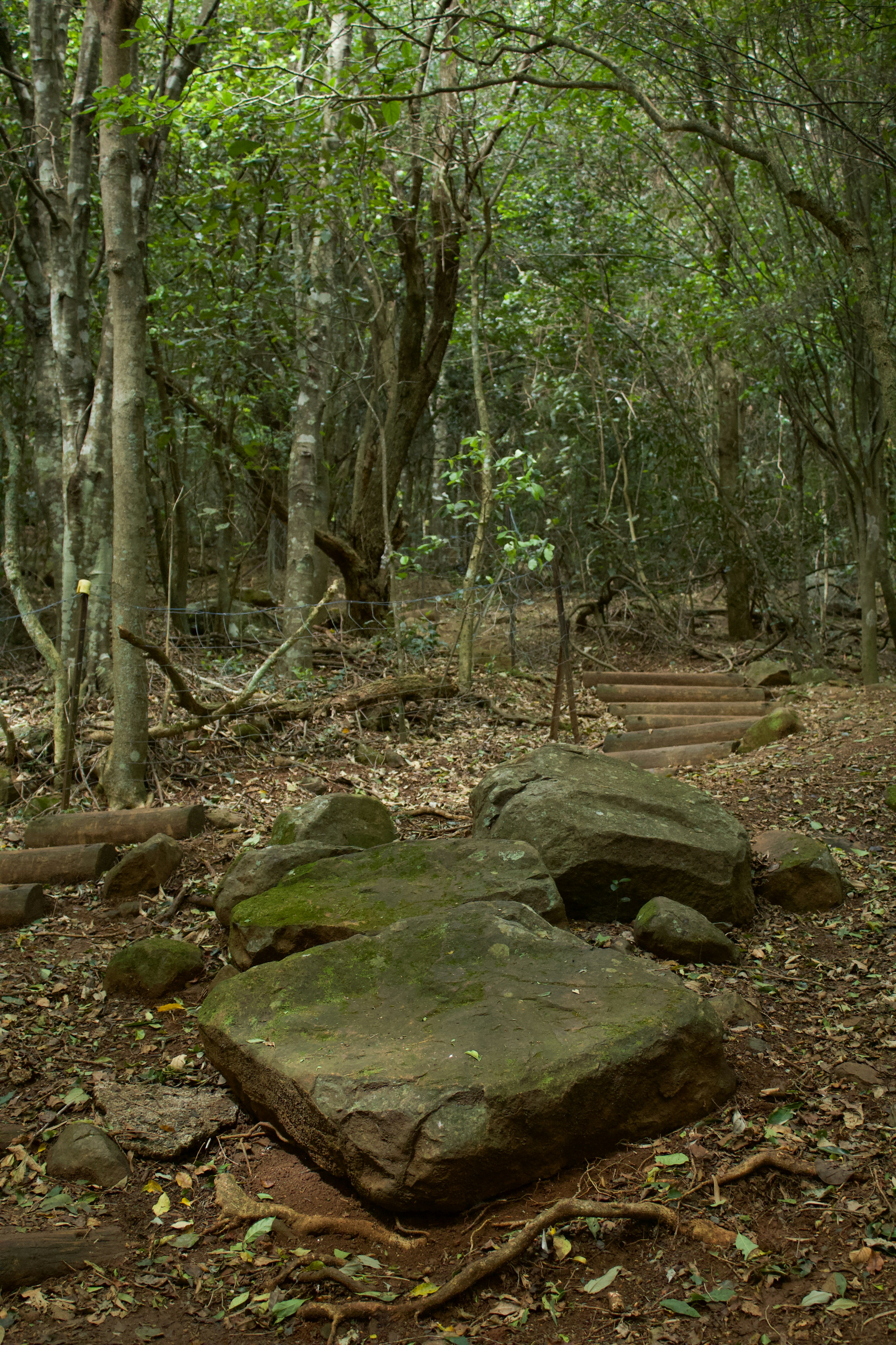 a group of rocks in a forest