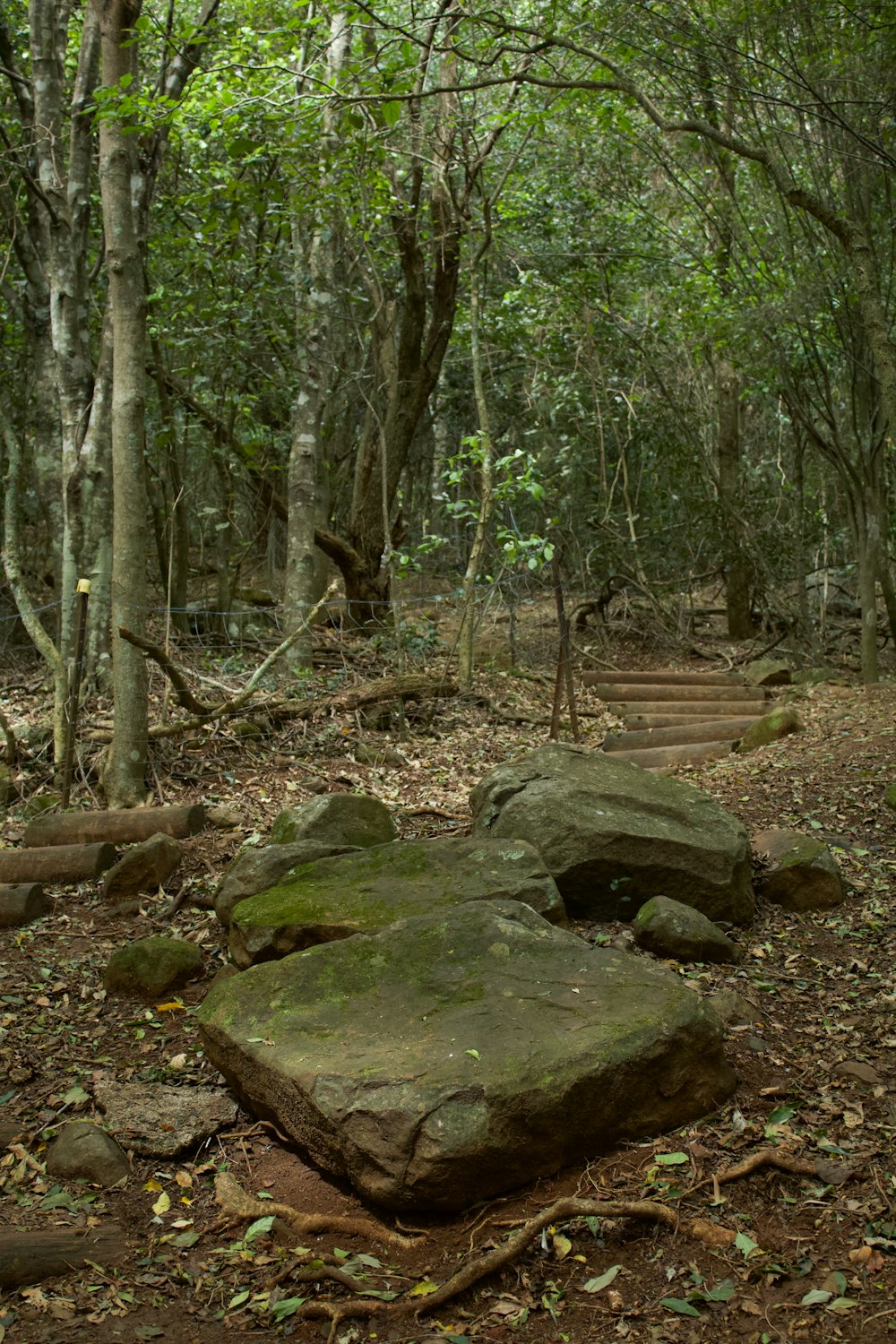 a group of rocks in a forest