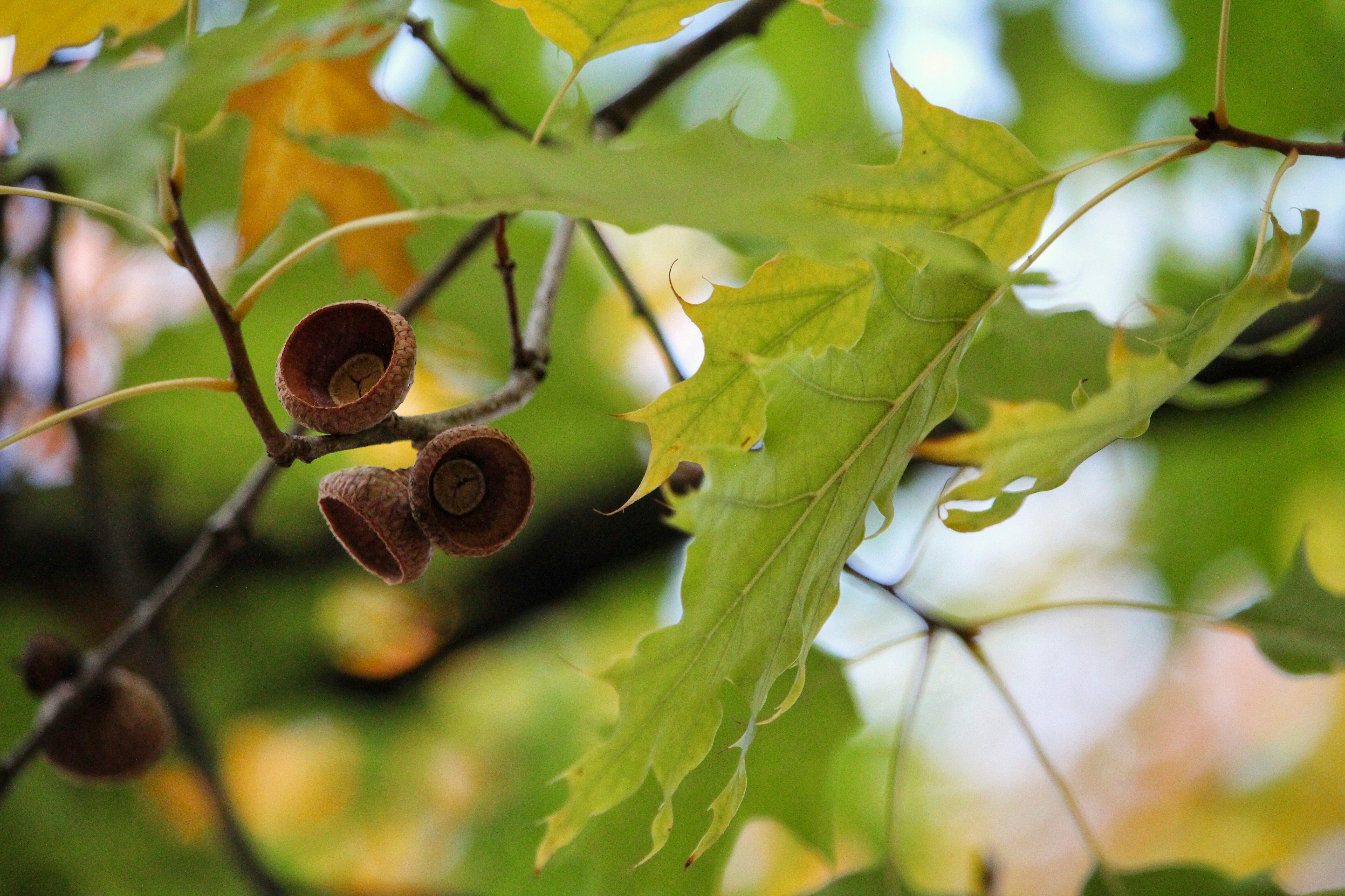 close up of a tree branch with leaves and berries